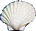 white shell button